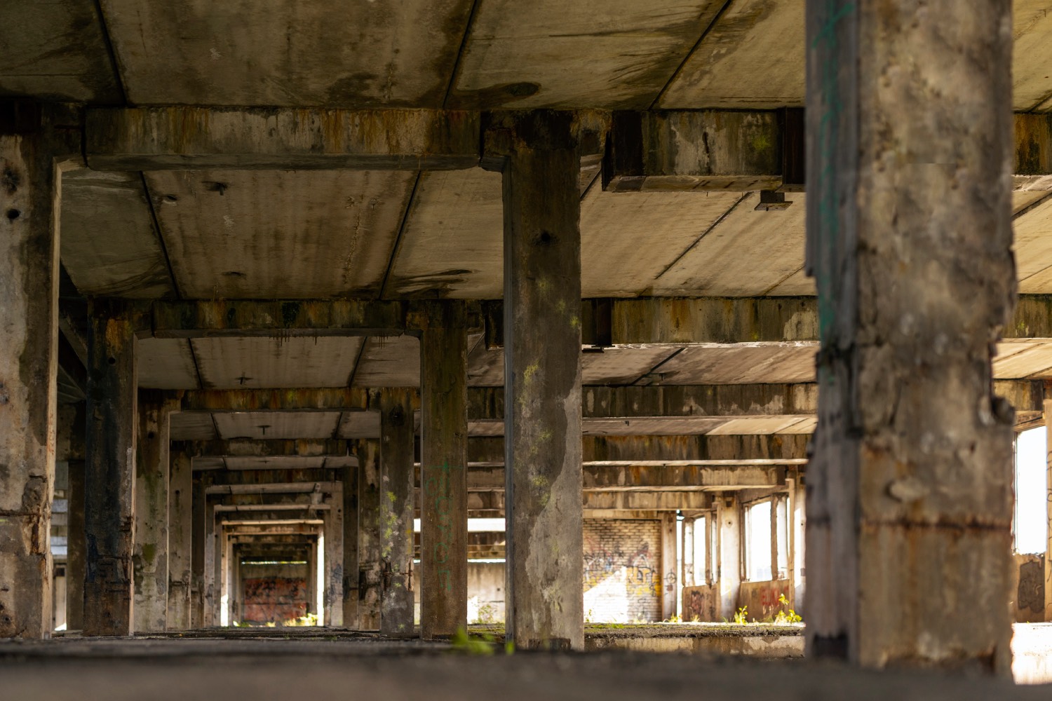 Dépollution des friches : quand la solution vient de la nature